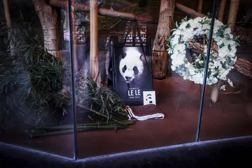 美中間諜氣球風波新柴火? 25歲旅美大貓熊「樂樂」逝世