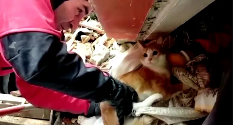 「草莓」的飼主請求搜救人員先救貓。路透社