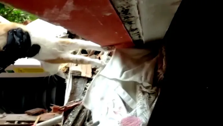 貓咪似乎捨不得離開主人。路透社