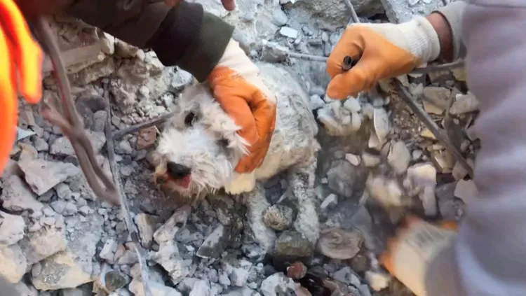 搜救人員細心搶救小狗。路透社