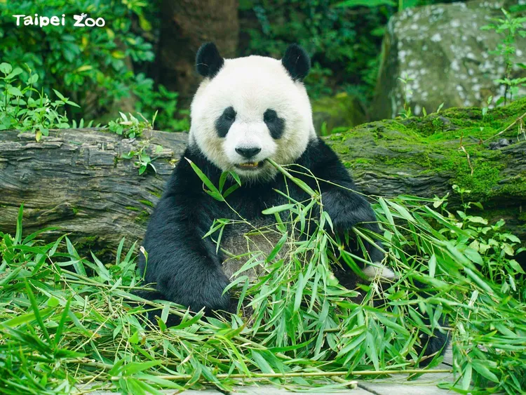 「圓仔」耳朵最小。翻攝臉書「Taipei Zoo 臺北市立動物園」
