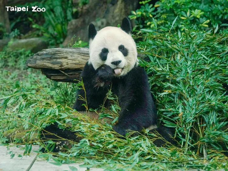 「圓圓」的黑眼圈較圓。翻攝臉書「Taipei Zoo 臺北市立動物園」