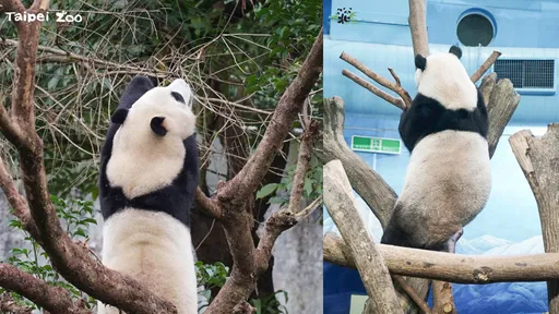 別再叫「工讀生出來喔」!動物園教你辨識3隻貓態 圓寶這點最好認
