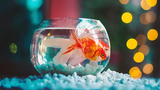 她租屋「養條魚」被加收6000元寵物租金 網友教戰:跟房東說那是食物