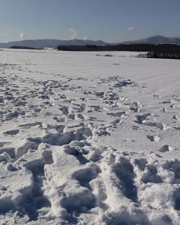 農地上一堆腳印。翻攝自「富良野美瑛広域観光推進協議会」臉書