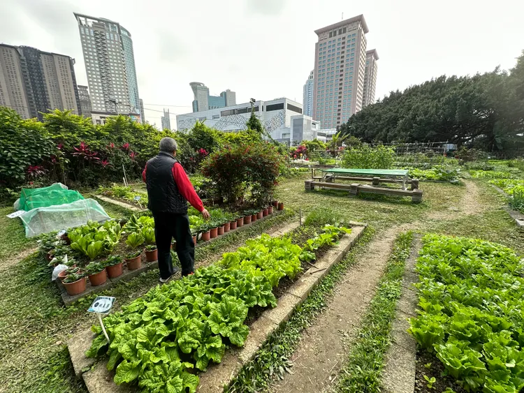 住在附近的陳姓農友對這塊農地感情深厚，表示能在這裡耕作是一件有趣又幸運的事情。曾佳俊攝