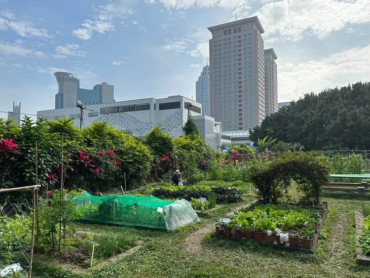 新北可食地景工作坊位於新板特區，周邊高樓大廈林立，被譽為最貴菜園。曾佳俊攝