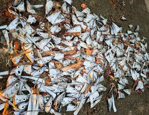 又噁又臭！200顆白帶魚頭棄置環河步道　離譜魚販抓到了