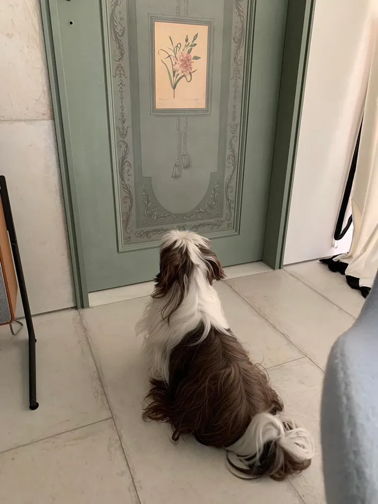 擔心主人的「西西里島」守在陳文茜房間門外。翻攝自文茜的世界周報 Sisy's World News臉書