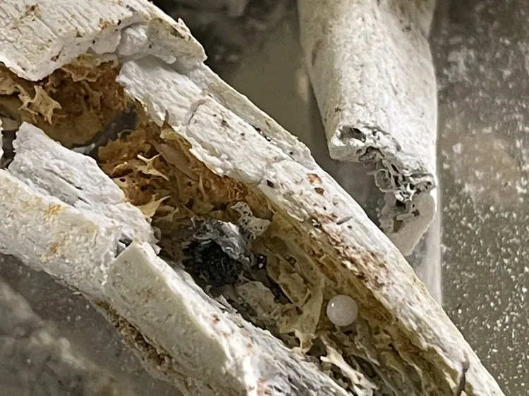 星雲法師火化後遺留舍利子。佛光山提供