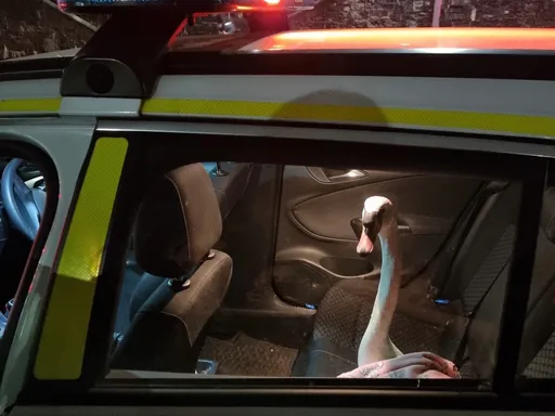 你會想到哪部電影？英警方發布警車「嫌犯」照　引發網友回憶殺
