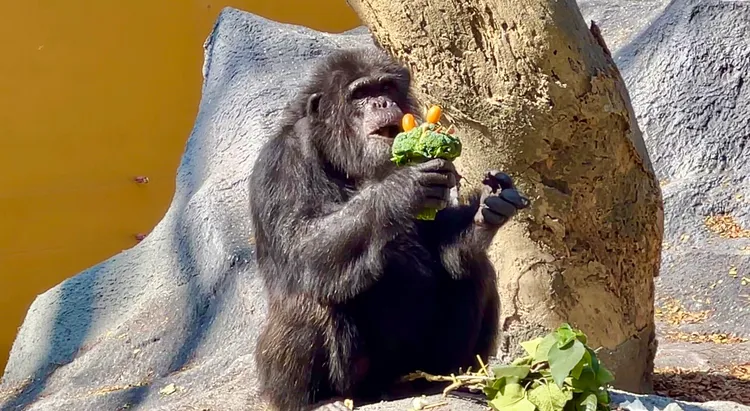 黑猩猩「莉忠」品嚐鑲上金棗的花椰菜花束。觀光局提供