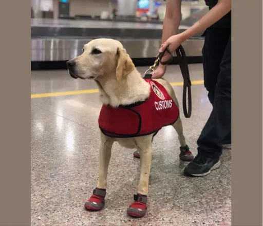 海關緝毒犬好神! 14年來查獲1萬2263公斤毒品市價逾116億