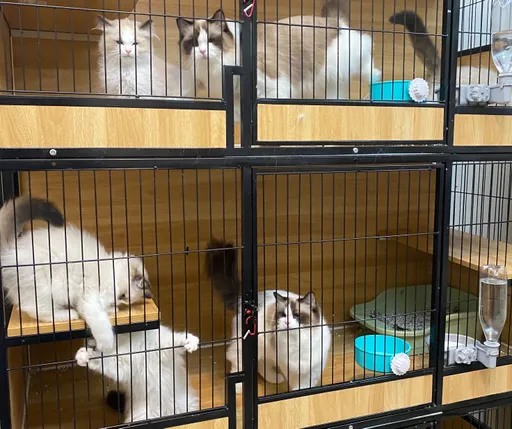 可愛貓舍內藏製毒工廠 貓砂倒出的全是毒咖啡包