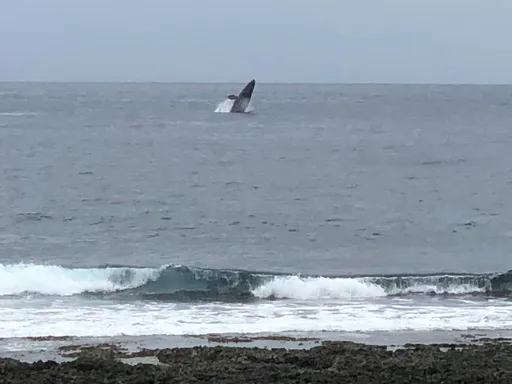蘭嶼「大翅鯨」家族出沒 影片曝光!大水花翻滾遊客驚呼連連