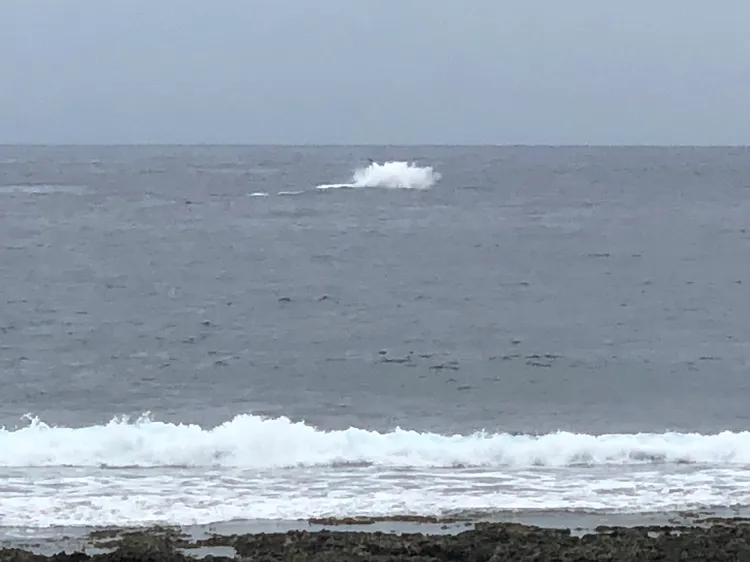 大翅鯨在海面上激起大水花，引起岸邊遊客注意，一度誤以為炸魚。民眾提供