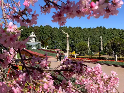 南投九族櫻花祭下周一登場 6大品種逾5千棵接力盛開