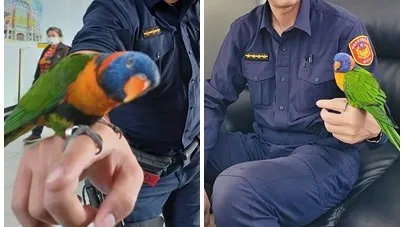 鸚鵡飛抵員警肩膀「報案」 想回家!聰明的牠還這麼做重返主人懷抱