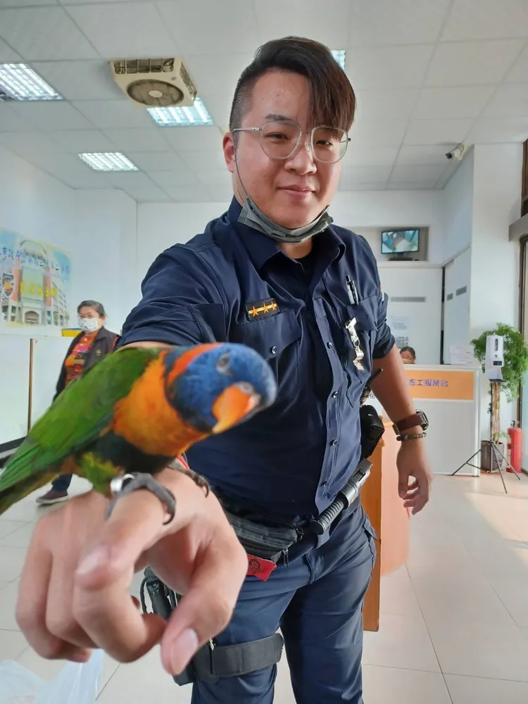 名為「古錐」的吸蜜鸚鵡在派出所內乖巧又黏人，員警都直呼牠好可愛。讀者提供