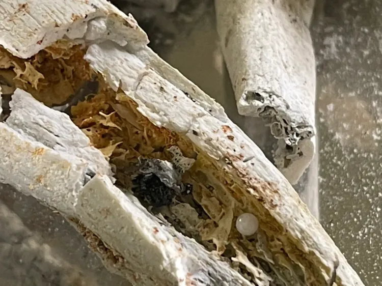 星雲大師圓形結晶舍利子，於潔白的遺骨舍利中，其他更有無數小舍利子。佛光山提供