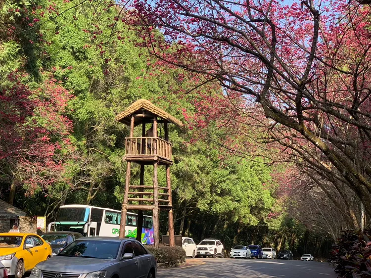 車輛不斷湧進九族文化村。業者提供