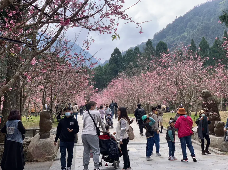 九族文化村滿是賞櫻人潮。業者提供