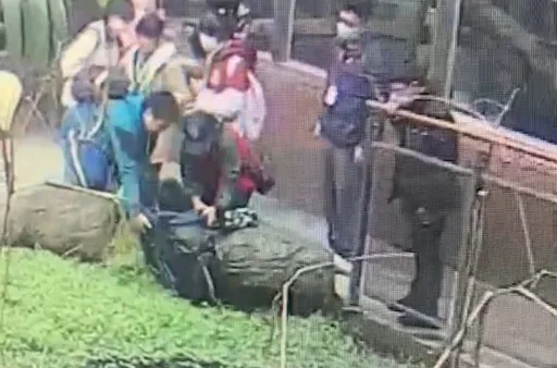 畫面曝光！北市動物園落水意外　男童顧滑手機失足跌池中