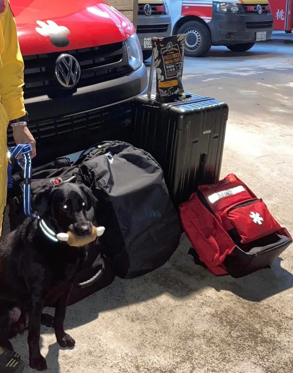 搜救犬咬雞腿玩具待命引發熱烈討論。取自Tyfd-K9桃園搜救犬隊