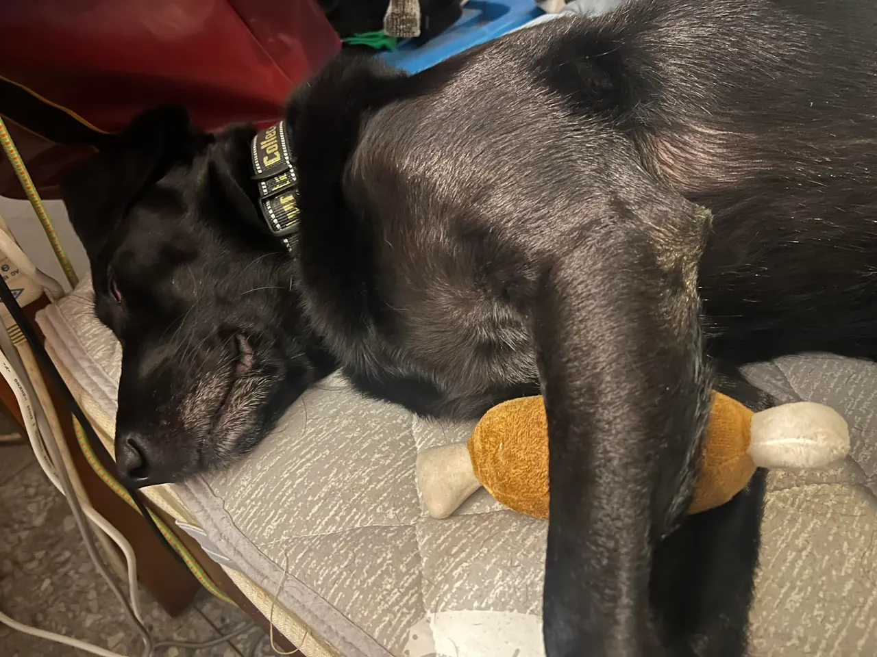 搜救犬EMMA睡覺也要抱著雞腿玩具。取自Tyfd-K9桃園搜救犬隊