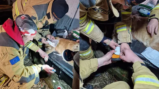救難腳滲血令人心疼　搜救犬救災不穿鞋！專業人員揭3原因　