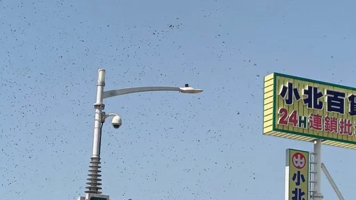 天有異象?高雄鬧區天空群蜂亂舞 市府農業局教你這麼做