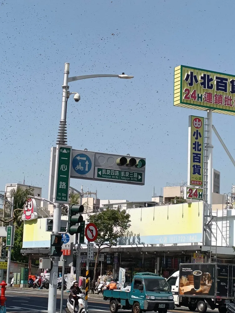 高雄一心凱旋交叉口今中午出現上萬隻蜜蜂在天空聚集的景象。讀者劉先生提供