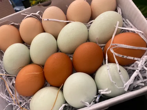 為何市場買不到蛋?雞農曝真實原因 1天萬顆雞蛋先送這裡