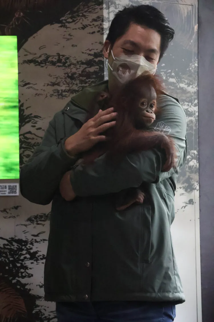 蔣萬安今至台北市立動物園化身動保員照顧紅毛猩猩寶寶。彭欣偉攝
