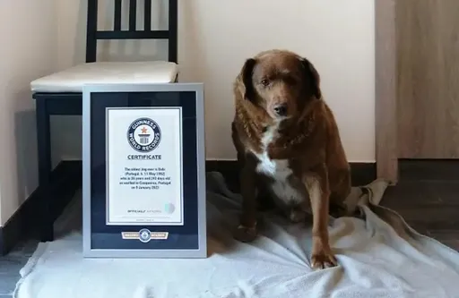 史上最老的狗!葡萄牙獒犬逃过处死活到30岁 秘诀:平静过日子