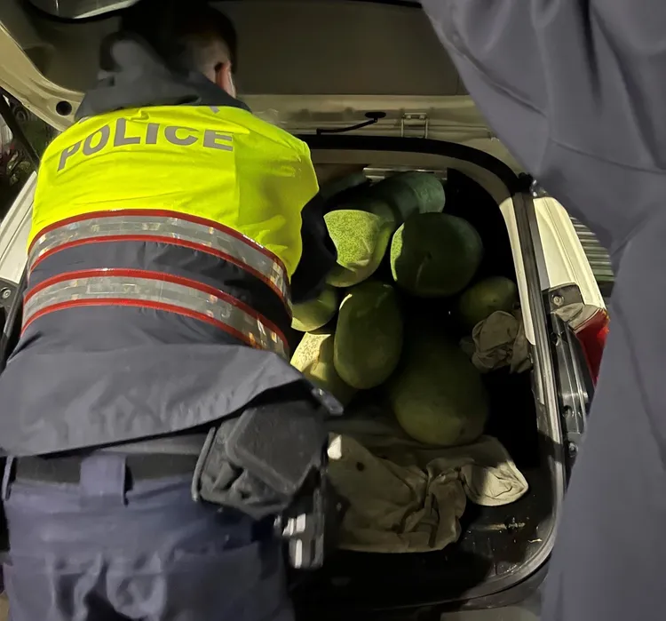 嫌犯車上起出24條冬瓜。翻攝畫面