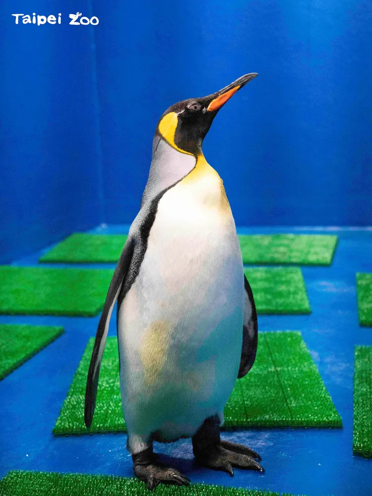 臺北市立動物園最年輕的國王企鵝「嘟胖」，去年底赴Xpark參與借殖計畫。翻攝臉書「Taipei Zoo 臺北市立動物園」