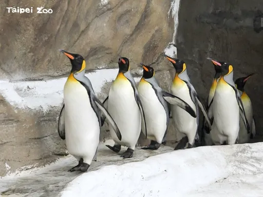 動物園國王企鵝年紀大了!派出「嘟胖」到Xpark相親 借殖拚寶寶