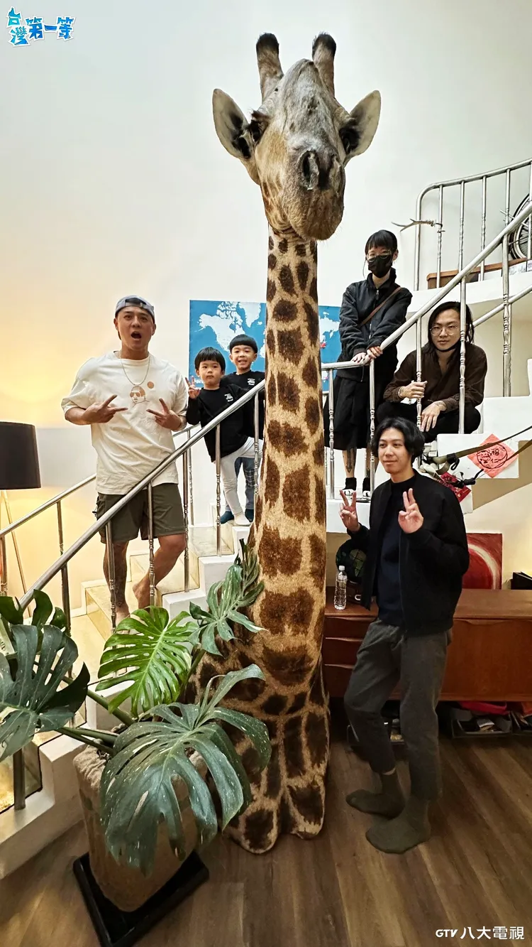 竇智孔把長頸鹿標本放在家裡。八大提供