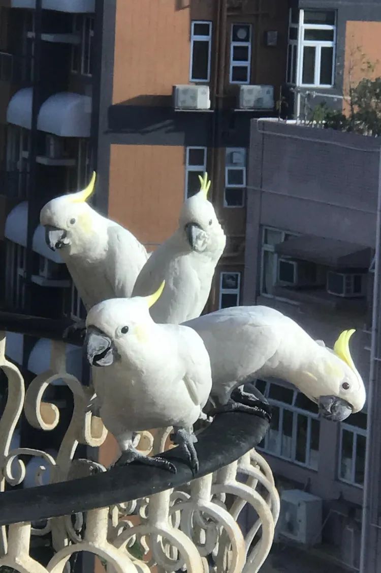 鸚鵡揪團造訪，讓周慧敏相當開心。翻攝自周慧敏臉書