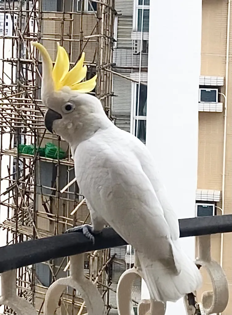 造訪周慧敏家的鸚鵡，頭冠相當引人注目。翻攝自周慧敏臉書