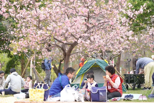 新竹公園浪漫櫻花季 賞美景享美食!白天夜晚都好逛