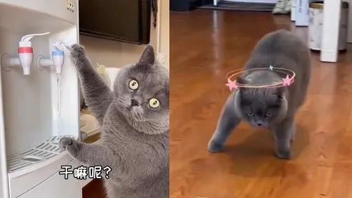 奴才壞壞!一招讓主子秒天旋地轉「不省貓事」