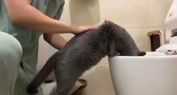 偶不就只喝口水？怎麼跟馬桶當朋友了。IG @petsis_high 提供