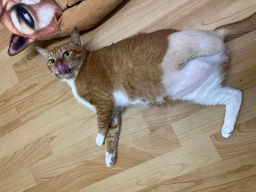 「三腳貓」一年半無人認養　動物之家媒合！愛心家庭這原因接牠回家