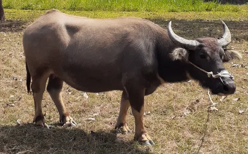 水牛走失沒人認領 警員特地排班照料!最後只好送到這裡了
