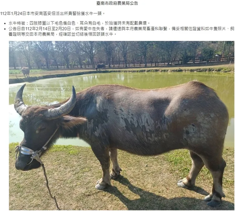 水牛在1月24日走失，台南市農業局曾發出公告。南市府提供