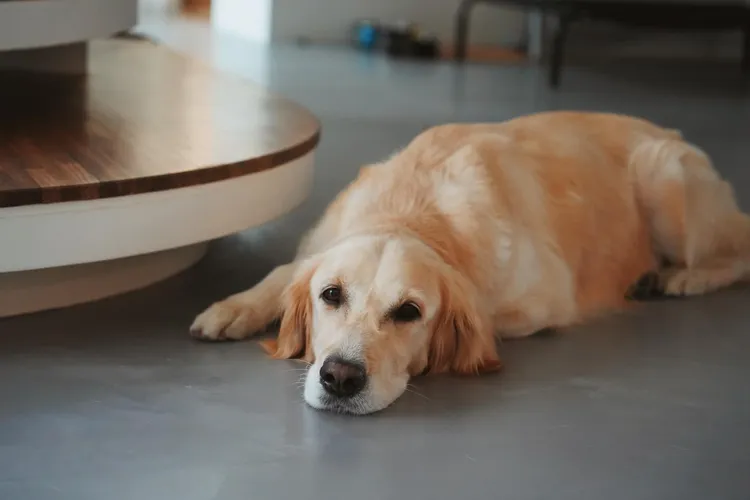 安裝地暖後，隋棠的愛犬躺地顯得相當愜意。