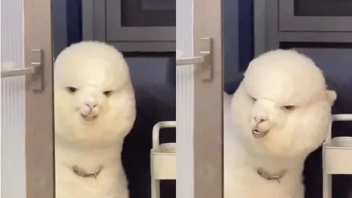 嚼到你心慌！羊駝魔性瞪視超迷人　「草泥馬」魅力無法擋