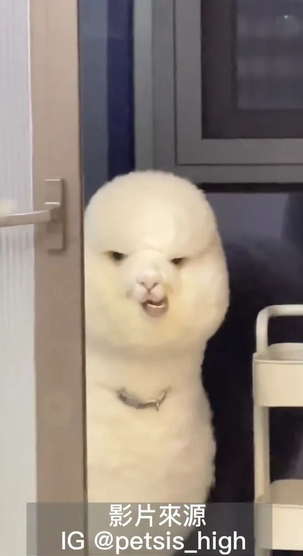哈囉！我知道你們偷偷在注意偶。IG @petsis_high 提供